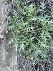 Cakile maritima