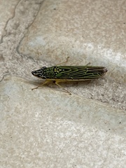 Acrogonia