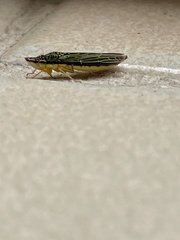 Acrogonia