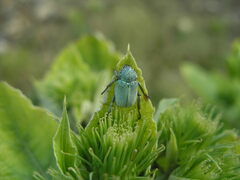 Hoplia parvula
