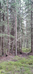 Picea × fennica