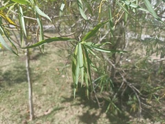 Barkleyanthus salicifolius