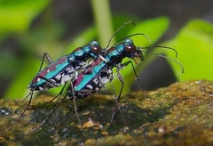 Jansenia azureocincta