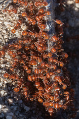 Pogonomyrmex occidentalis