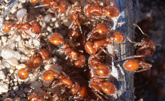 Pogonomyrmex occidentalis