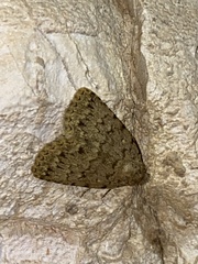 Autophila cataphanes