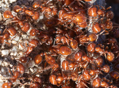 Pogonomyrmex occidentalis