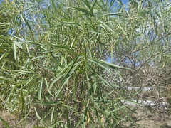 Barkleyanthus salicifolius