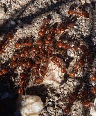 Pogonomyrmex occidentalis