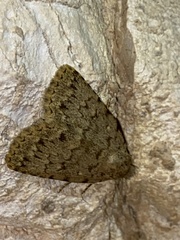 Autophila cataphanes