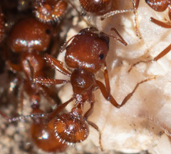 Pogonomyrmex occidentalis