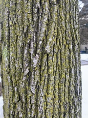 Acer platanoides