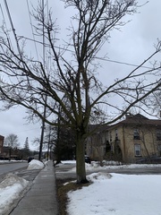 Acer platanoides