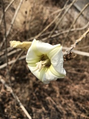 Ipomoea murucoides