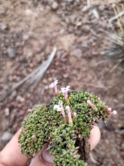 Junellia minima