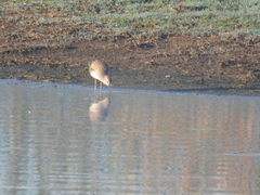 Calidris himantopus