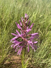 Disa nervosa