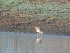 Calidris himantopus