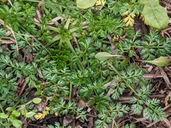 Torilis nodosa