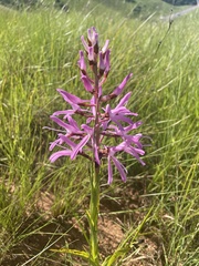 Disa nervosa