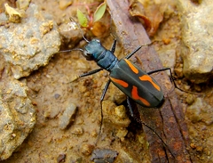 Cicindela andrewesi