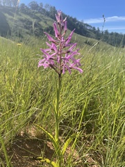Disa nervosa