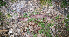 Limax cinereoniger