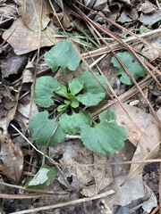 Packera obovata