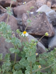 Perityle emoryi