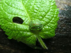 Cassida viridis