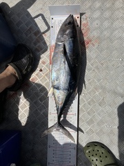Thunnus alalunga