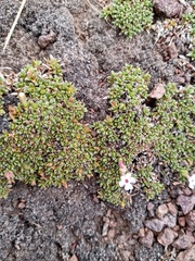 Junellia minima