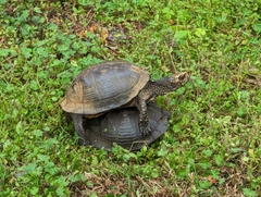Terrapene carolina major