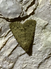 Autophila cataphanes