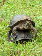 Terrapene carolina major