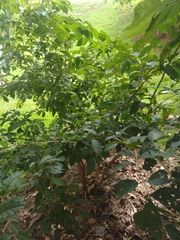 Campomanesia xanthocarpa