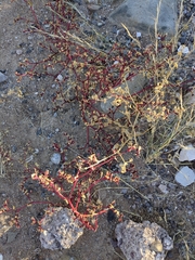 Trianthema portulacastrum