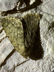 Autophila cataphanes