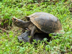 Terrapene carolina major
