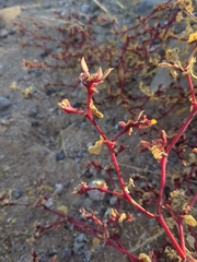 Trianthema portulacastrum