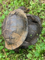 Terrapene carolina major