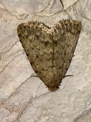 Autophila cataphanes