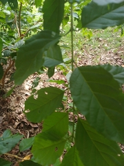 Campomanesia xanthocarpa