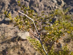 Larrea divaricata