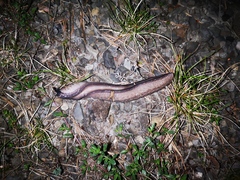 Limax cinereoniger
