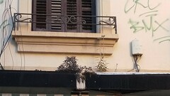 Kalanchoe × houghtonii