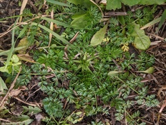 Torilis nodosa