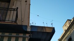 Kalanchoe × houghtonii