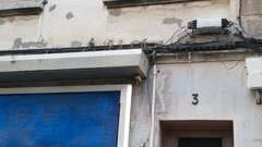 Kalanchoe × houghtonii