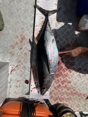 Thunnus alalunga